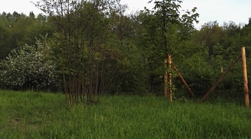 KIL6_30.jpg, Inicjatywa nr 6: Ochrona siedliska Olsy w Mietniowie